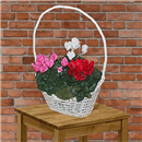 /fileuploads/Produtos/Plantas Naturais/thumb__Isisflor_Cesto_Cyclamen_01.png